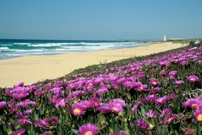 Spain's Best Beaches Day Trip from Seville - A Closer Look at the Experience