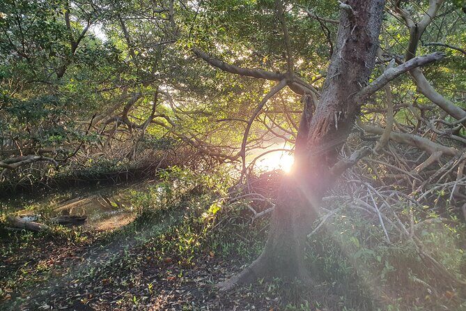 Spanish Lagoon Mangrove Trail & Bird Watching - Explore Aruba’s Wild Side: Spanish Lagoon Mangrove Trail & Bird Watching