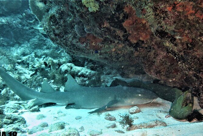 SPECIAL!! 2 Tank Wreck & Drift Reef dives - A comprehensive look at the 2 Tank Wreck & Drift Reef Dives off Isla Mujeres