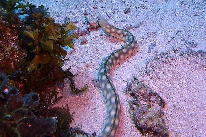 SPECIAL!! 2 Tank Wreck & Drift Reef dives - Who should consider this experience?