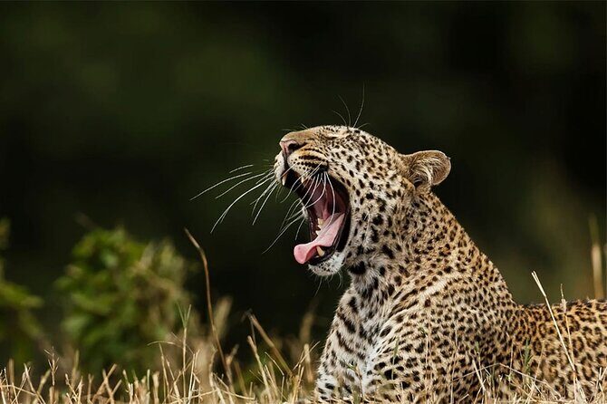 Special Full Day Safari Yala National Park - 04:30 AM to 06:00 PM - FAQ
