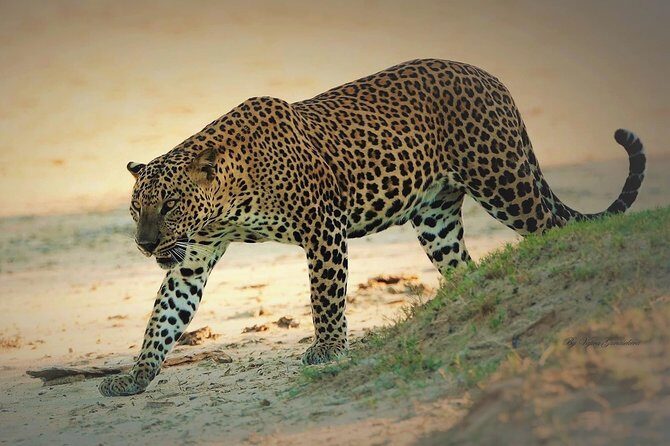 Special Half Day Yala Safari with Guide - Key Points