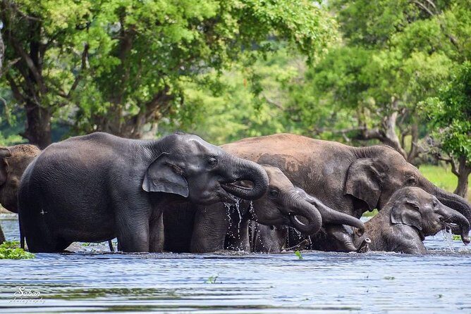 Special Half Day Yala Safari with Guide - An In-Depth Look at the Yala Safari Experience