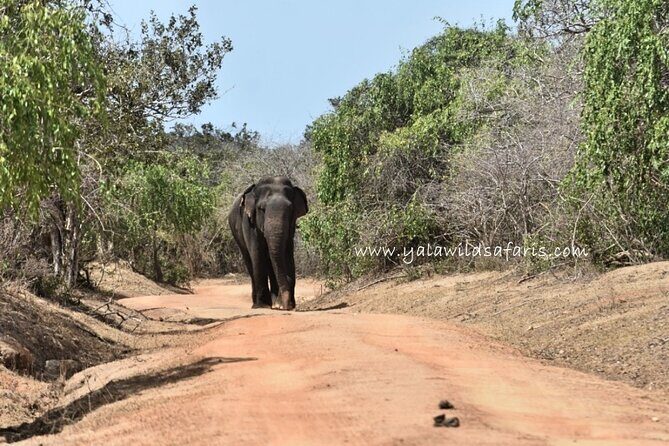 Special Leopard Safari Tour in Yala National Park by Malith & the team - Key Points