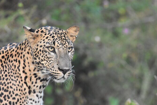 Special Leopard Safari Tour in Yala National Park by Malith & the team - FAQ