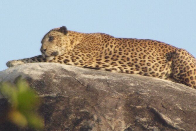 Special Leopards safari - Yala National park - 04.30 am to 11.30 am - The Sum Up