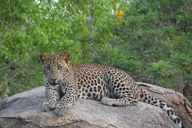 Special leopards safari Yala National park - 04.30 am to 11.30 am - Who Will Appreciate This Safari?