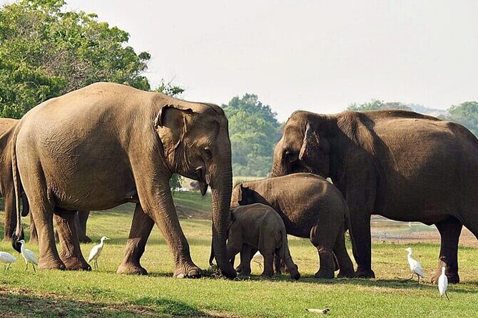 Special Leopards Safari Yala National Park - 04:30 AM to 11:30 AM - Additional Details and Practicalities