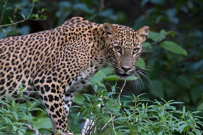 Special Leopards Safari Yala National Park - 04:30 AM to 11:30 AM - Who Would Love This Tour?