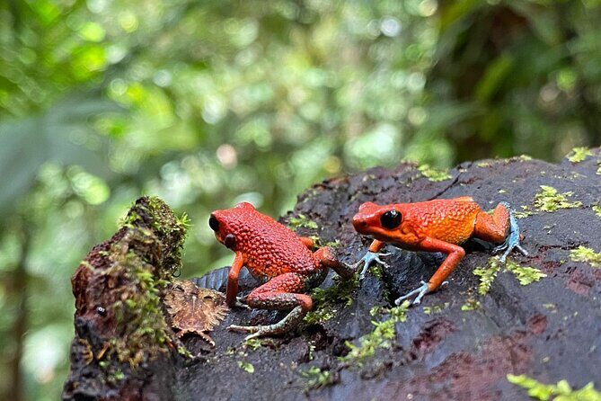 Special Private Waterfalls and Jungle Safari Tour - Authentic Experiences and Authentic Feedback