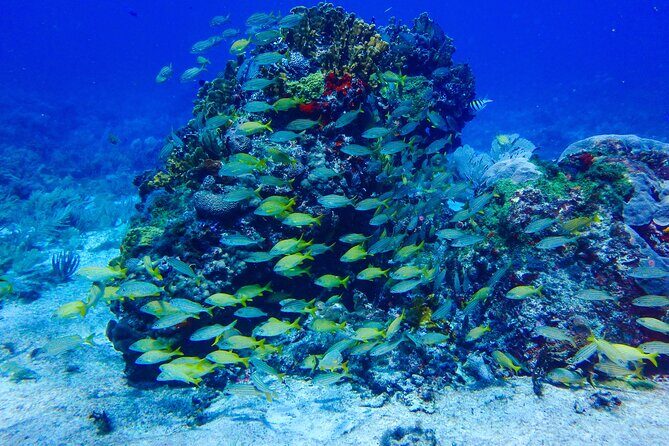 SPECIAL! Snorkel at MUSA - The Underwater Museum Reservation - FAQ