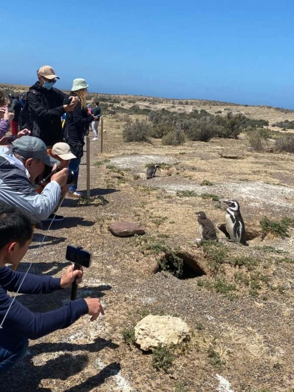 Special Tour for Cruise-Ship Passengers: Punta Tombo - Key Points