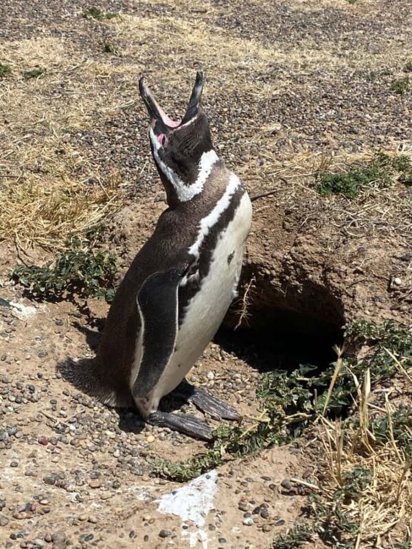 Special Tour for Cruise-Ship Passengers: Punta Tombo - What’s Included and What’s Not