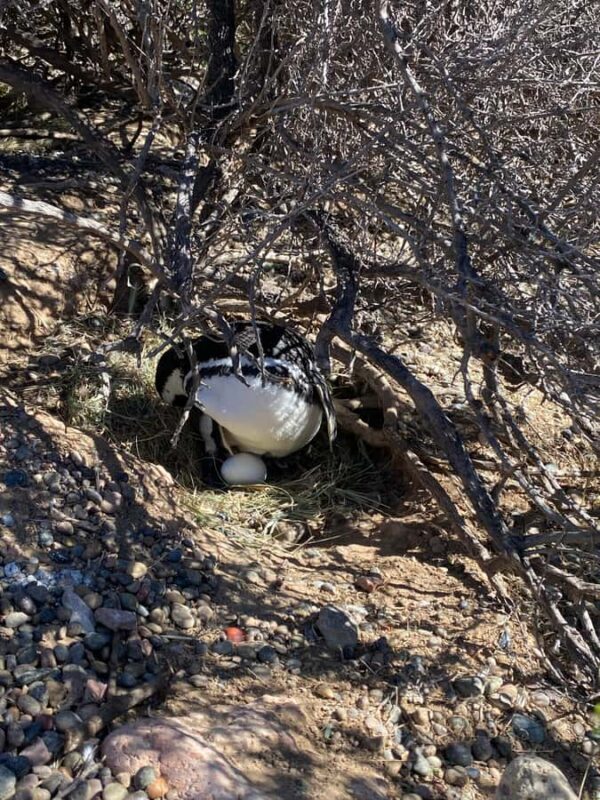 Special Tour for Cruise-Ship Passengers: Punta Tombo - Frequently Asked Questions