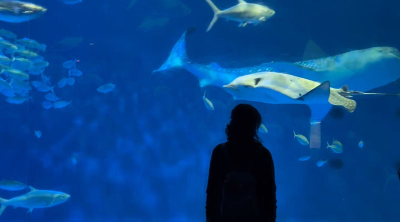 Spectrum of the Seas, Caribbean: Cruise shore excursion day trip/Kagoshima Port/Sakurajima/Aquarium/Sengan-en/Tenmonkan Street/Seamless port transfer for shore excursions/Chinese-speaking tour guide - Tenmonkan: lunch, local flavors and useful shopping