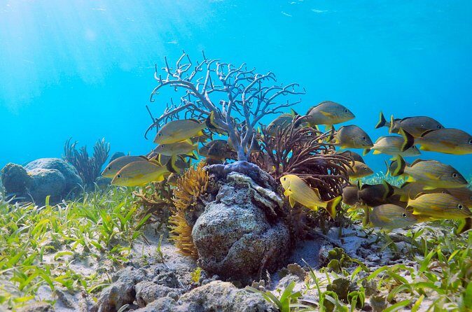 Speed Through Cancun: Explore Mangroves, Reefs & MUSA in One Tour - Who Will Enjoy This Tour?