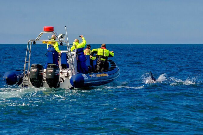 Speedboat Whale Watching Small-Group Tour in Reykjavik - Value for Money
