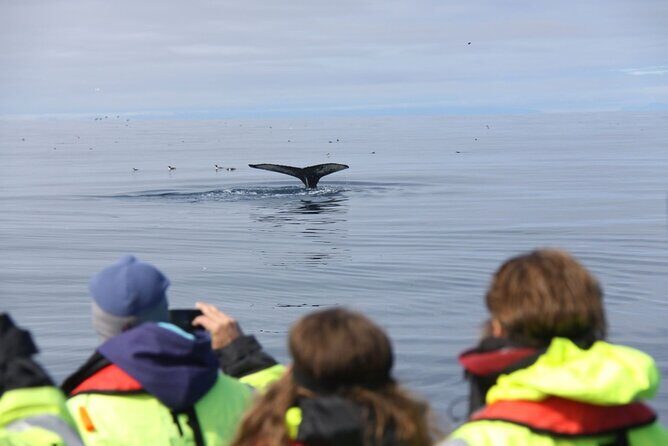 Speedboat Whale Watching Small-Group Tour in Reykjavik - Itinerary Breakdown