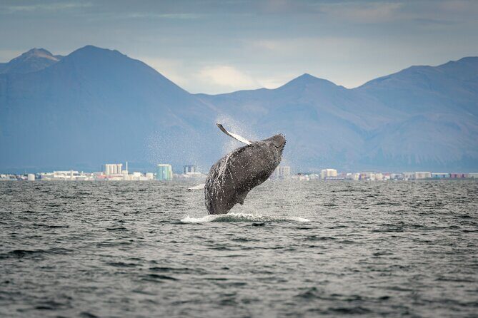 Speedboat Whale Watching Small-Group Tour in Reykjavik - Authentic Encounters and Reviews