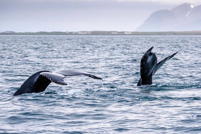 Speedboat Whale Watching Small-Group Tour in Reykjavik - Practical Tips for Travelers