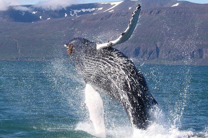 Speedboat Whale Watching Small-Group Tour in Reykjavik - Who Is This Tour Best For?