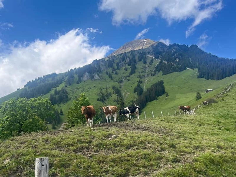 Spiez: Summit Mt. Niesen with a Swiss Triathlete - A Closer Look at the Experience