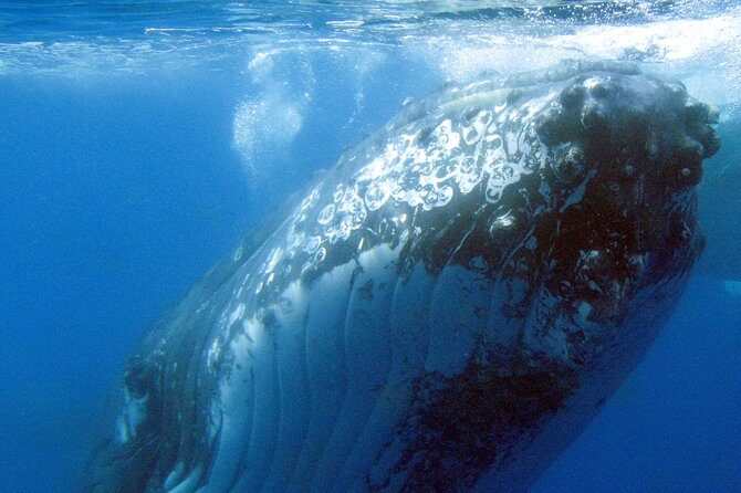 Spirit of Hervey Bay Whale Watching Cruise - A Detailed Look at the Whale Watching Experience