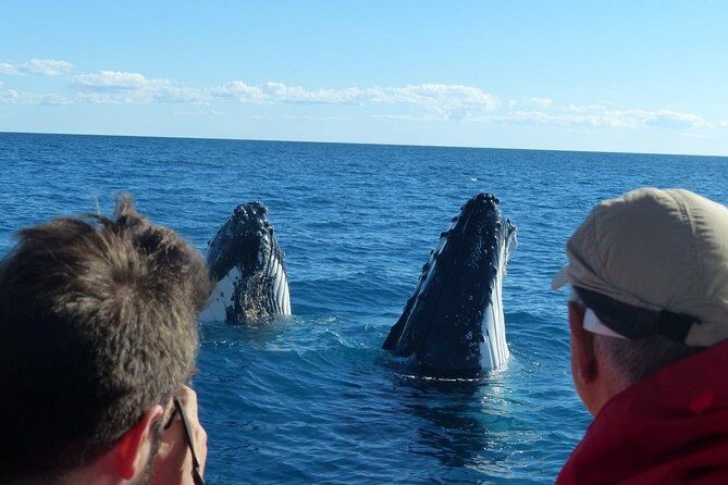 Spirit of Hervey Bay Whale Watching Cruise - Practical Tips for Your Trip