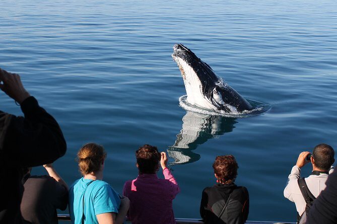 Spirit of Hervey Bay Whale Watching Cruise - Final Thoughts
