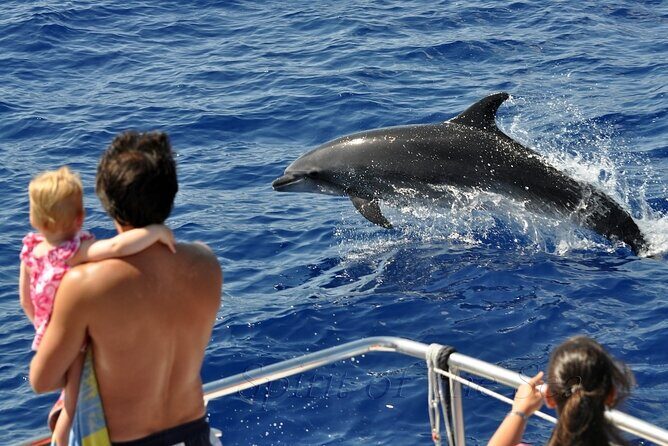 Spirit of the Sea: Cetacean sighting in Gran Canaria - An In-Depth Look at the Experience
