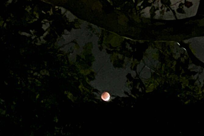 Spirits of Savannah Private Guided Walking Tour - Key Points