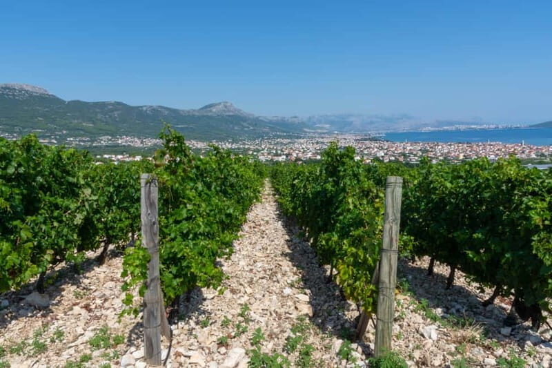 Split: Katela Wine Tasting and Food Pairing - Key Points