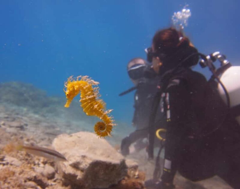 Split-Makarska-Brela Try SCUBA Dive - The Human Touch: Guides and Reviews