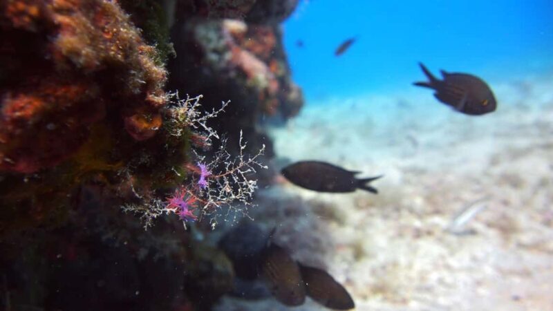 Split-Makarska-Brela Try SCUBA Dive - Who Will Love This Tour?