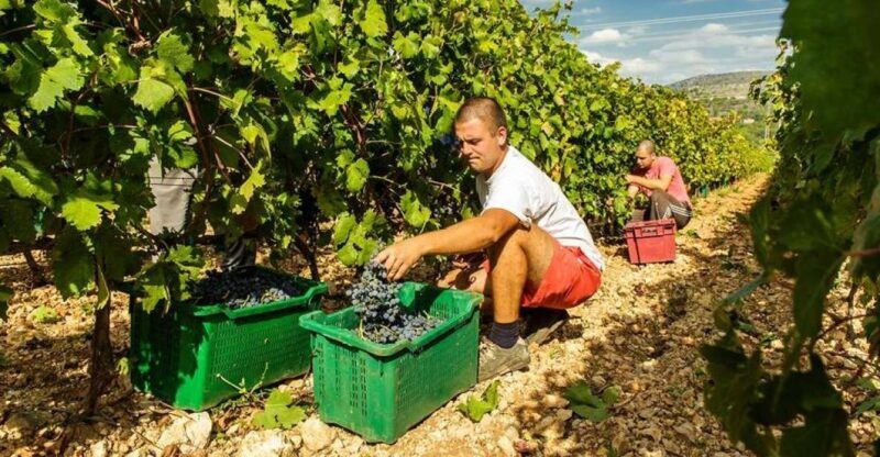 Split or Trogir: Krka Waterfalls & Wine and Food tasting - Exploring the Natural Wonder of Krka Waterfalls