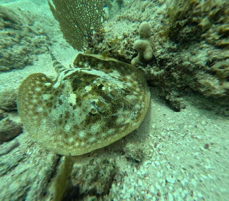 sport fishing and snorkeling in the reef in costa maya - Exploring Costa Maya’s Marine Adventure