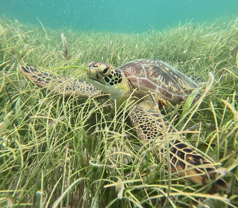 sport fishing and snorkeling in the reef in costa maya - Analyzing the Value