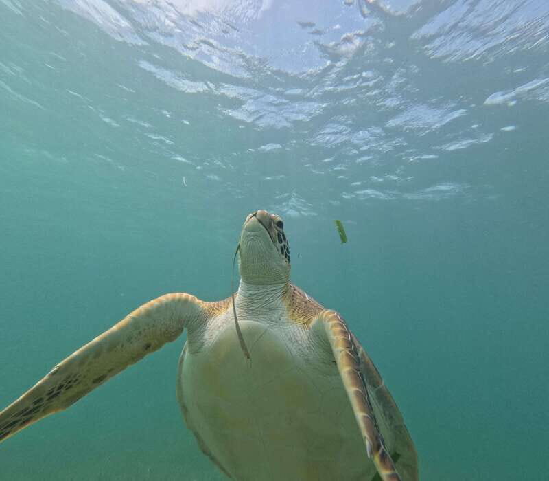 sport fishing and snorkeling in the reef in costa maya - Final Thoughts