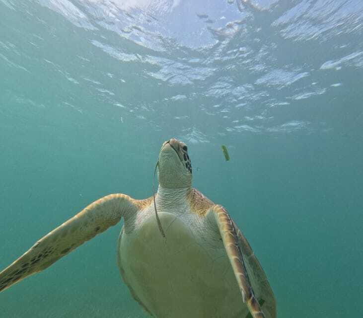 sport fishing and snorkeling in the reef in costa maya - FAQ