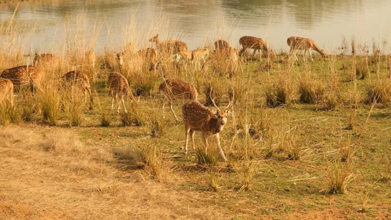 Spot Tigers and other wild of Ranthambore on a Day-Same Tour - An Unforgettable Day with India’s Wild Side