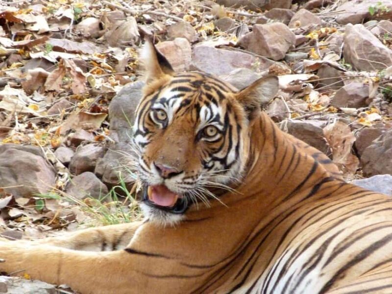 Spot Tigers and other wild of Ranthambore on a Day-Same Tour - Key Points