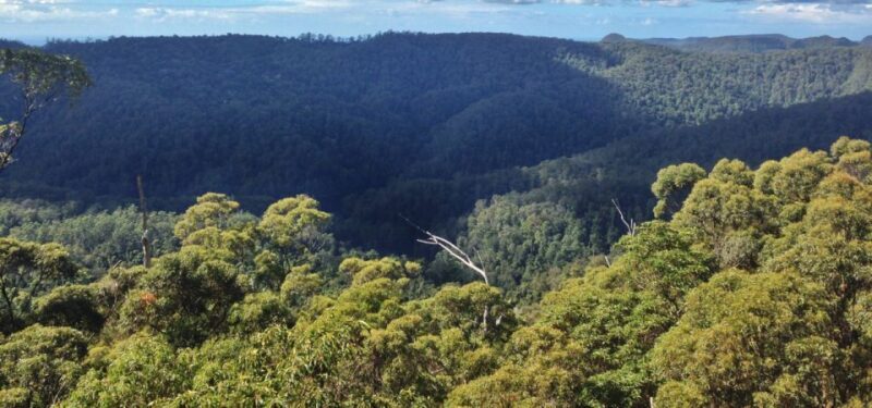Spring Brook National Park Driving Tour with an APP - An In-Depth Look at the Springbrook National Park Driving Tour