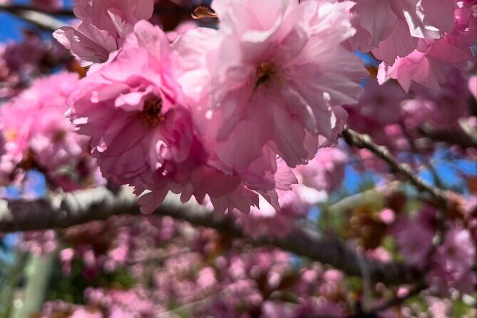 Spring Cherry Blossom Tour Victoria YYJ Airport Pickup - Why Choose This Tour?