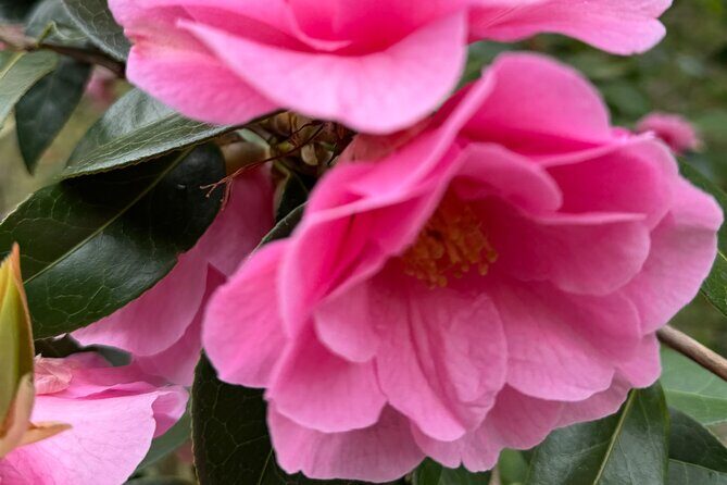 Spring Cherry Blossom Tour Victoria YYJ Airport Pickup - The Convenience of Airport Pickup