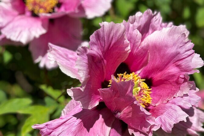 Spring Cherry Blossom Tour Victoria YYJ Airport Pickup - Historic Charm at Hatley Castle