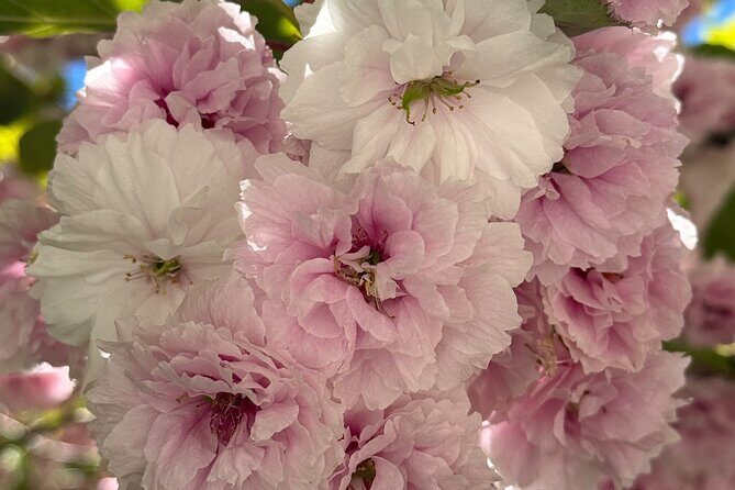 Spring Cherry Blossom Tour Victoria YYJ Airport Pickup - Victoria’s Inner Harbour and Optional Butterfly Gardens