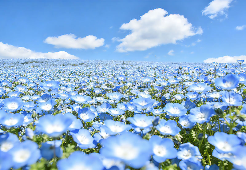 Spring Flower Viewing Limited: Ashikaga Flower Park Wisteria & Hitachi Seaside Park Nemophila (Departing from Tokyo) - Departing from Tokyo before the roads fill
