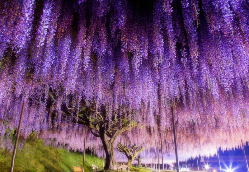 Spring Flower Viewing Limited: Ashikaga Flower Park Wisteria & Hitachi Seaside Park Nemophila (Departing from Tokyo) - Ashikaga Flower Park and its wisteria trees