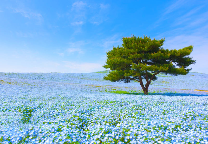 Spring Flower Viewing Limited: Ashikaga Flower Park Wisteria & Hitachi Seaside Park Nemophila (Departing from Tokyo) - Guides, group size, and the shared ride