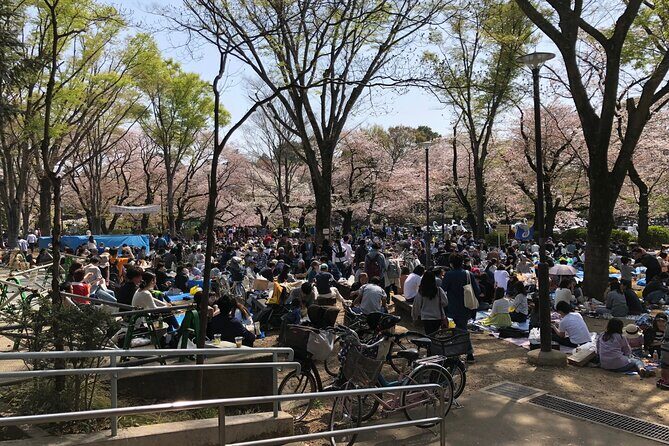 Spring in Kichijoji Discover Cherry Blossoms at Inokashira Park - Pricing & Value Analysis